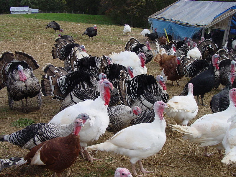 Heritage_Turkeys_on_a_Farm