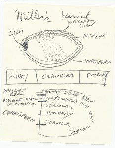 Drawing of a wheat seed.